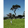 Photo Tree Travel