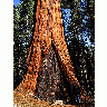 Photo Sequoia 3 Travel title=