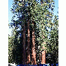 Photo Sequoias Travel