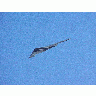 Photo Stealth 5 Vehicle title=