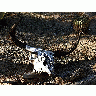 Photo Cow Skull 2 Other title=