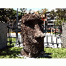 Photo Moai Statue Other