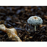 Photo Mushroom Other title=