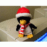 Photo Penguin Other