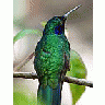 Photo Small Hummingbird Animal