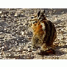 Photo Small Hungry Squirrel Animal