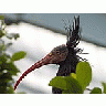 Photo Small Ibis Animal