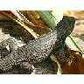 Photo Small Lizard Animal title=