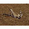 Photo Small Lizard 4 Animal title=