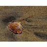 Photo Small Crab Shell Animal title=