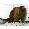 Photo Small Marmot Animal title=