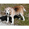 Photo Small Dog Beagle Animal