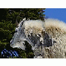 Photo Small Mountain Goat Animal title=