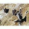 Photo Small Ocean Birds 3 Animal title=