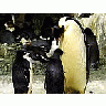 Photo Small Penguins Animal