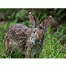 Photo Small Rabbit Animal
