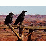 Photo Small Ravens Animal title=