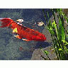 Photo Small Red Goldfish Animal title=