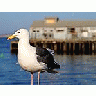 Photo Small Seagull Animal