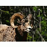 Photo Small Rocky Mountain Bighorn Sheep Animal