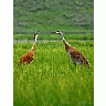 Photo Small Sandhill Cranes Animal