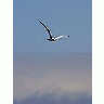 Photo Small Seagull 2 Animal