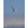 Photo Small Seagull 2 Animal title=