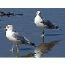 Photo Small Seagulls Animal