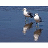 Photo Small Seagulls And Beach Animal title=