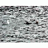 Photo Small Seal 2 Animal title=