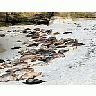 Photo Small Seals 3 Animal title=