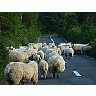 Photo Small Sheep Animal title=