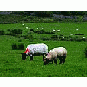 Photo Small Sheeps Animal
