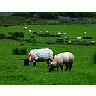 Photo Small Sheeps Animal title=