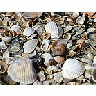 Photo Small Shells Animal