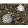 Photo Small Shells 2 Animal title=