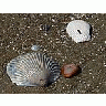 Photo Small Shells 2 Animal