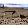 Photo Small Sand Piper Animal