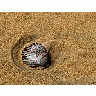 Photo Small Shells And Sand Animal title=