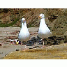 Photo Small Seagulls 2 Animal title=