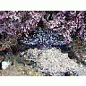 Photo Small Star Fish Animal title=