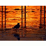 Photo Small Sunset Bird Animal