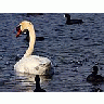 Photo Small Swan Animal title=