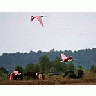 Photo Small Spoonbills Animal