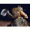 Photo Small Squirrel 4 Animal title=