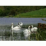 Photo Small Swans Animal