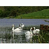 Photo Small Swans Animal title=