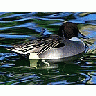 Photo Small Swimming Duck Animal