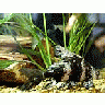 Photo Small Aquarium Fish 26 Animal