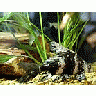 Photo Small Aquarium Fish 26 Animal title=